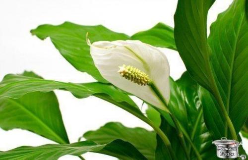 Комнатный цветок Женское Счастье?