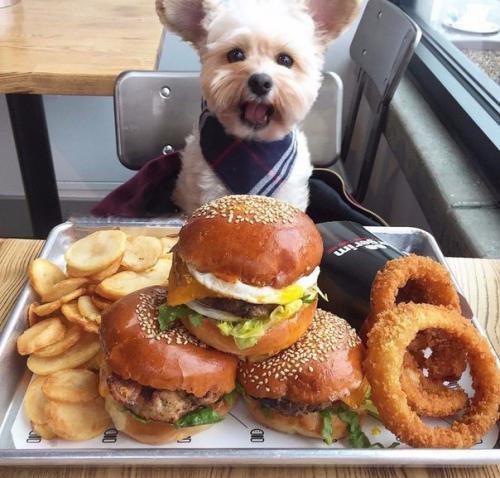 Пёс - Гурман папай. 07