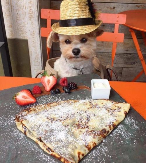 Пёс - Гурман папай. 04