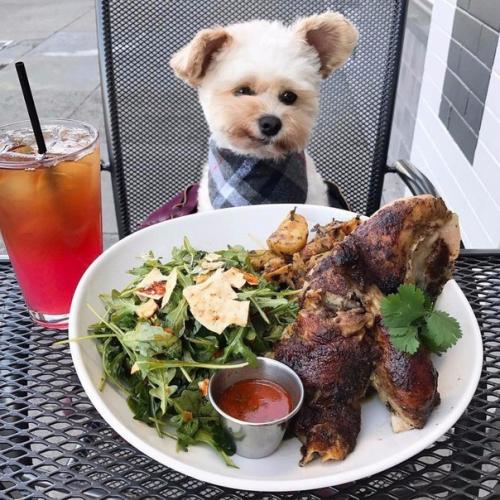 Пёс - Гурман папай. 08