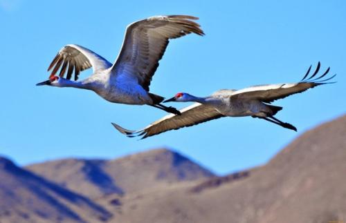 В приамурье спасены пара журавлей, которые находились на гнезде посреди горящего поля. 02