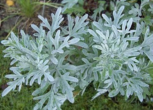 Лекарство от многих болезней! Лекарство от многих болезней!