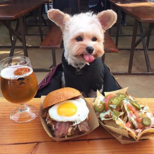 Пёс - Гурман папай. 06