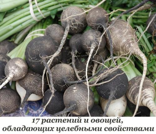 1. редька - выводит камни и песок из почек и мочевого пузыря, лечит бронхит, Катар, туберкулез, кровоизлияния, является мочегонным и желчегонным. 1. редька - выводит камни и песок из почек и мочевого пузыря, лечит бронхит, Катар, туберкулез, кровоизлияния, является мочегонным и желчегонным.
