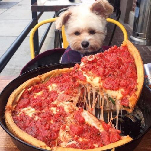 Пёс - Гурман папай. 05