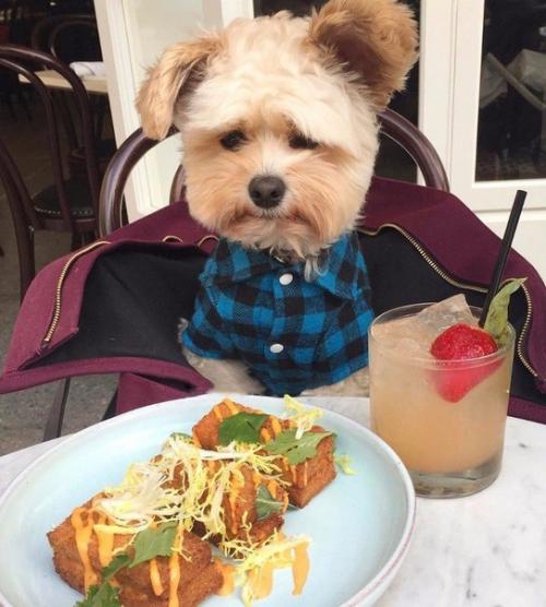 Пёс - Гурман папай. 01