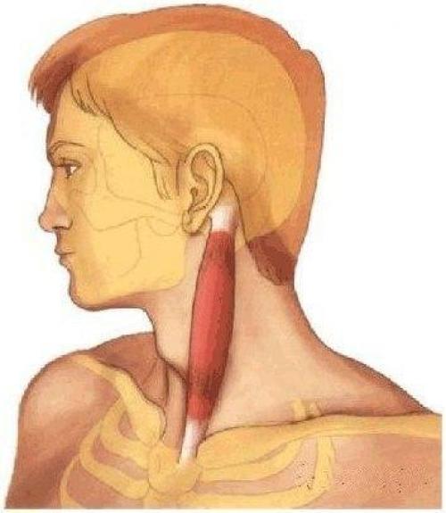 Плохой овал лица - найден виновник! Плохой овал лица - найден виновник!