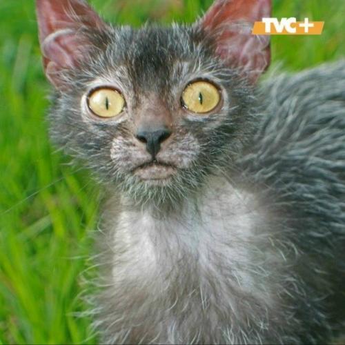 Не бойтесь, это просто кошки - оборотни. 02 Не бойтесь, это просто кошки - оборотни. 02