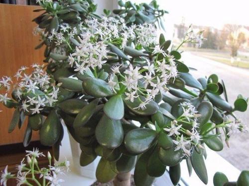 Как ухаживать за денежным деревом, чтобы водились деньги? 02