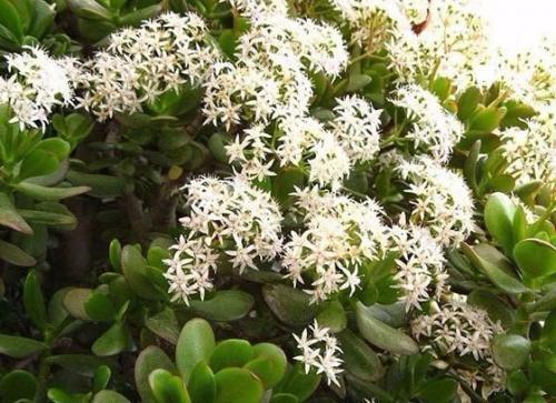 Как ухаживать за денежным деревом, чтобы водились деньги? 01