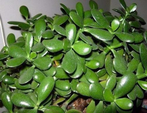 Как ухаживать за денежным деревом, чтобы водились деньги? 04