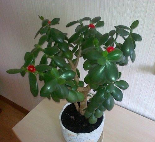 Как ухаживать за денежным деревом, чтобы водились деньги? 03