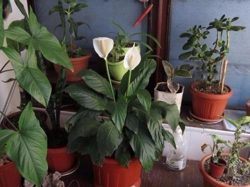 10 натуральных удобрений для домашних цветов.
