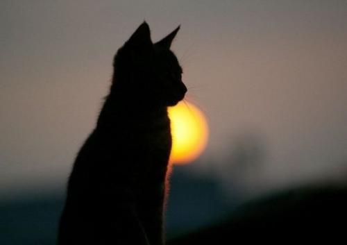 Домашние Целители. Самыми распространенными домашними Целителями считаются кошки. Домашние Целители. Самыми распространенными домашними Целителями считаются кошки.