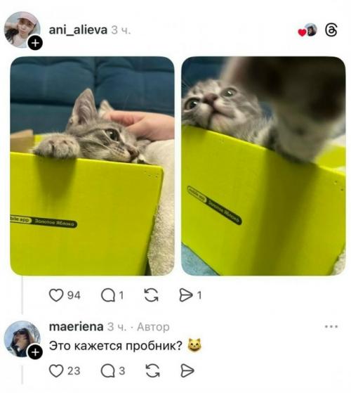 Кот вместо косметики: неожиданное содержимое фирменной коробки. 03