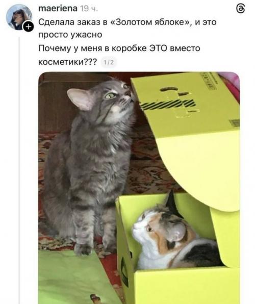 Кот вместо косметики: неожиданное содержимое фирменной коробки.

