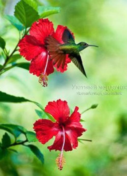 Никогда не теряй терпения - это последний ключ, открывающий двери. 03