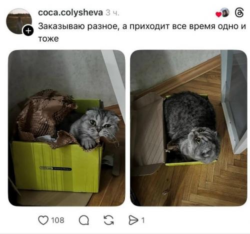 Кот вместо косметики: неожиданное содержимое фирменной коробки. 04
