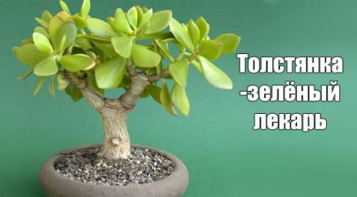 Совет дня.   Толстянка - зелёный лекарь.