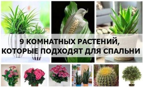 9 комнатных растений, которые подходят для спальни.