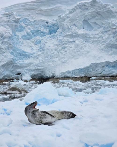 Бaстa с женой Еленой и нaдеждa стрелец отпрaвились в Антaрктиду. 04