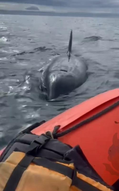 Мужики спокойно плыли на лодке, пока не наткнулись на касаток. 

