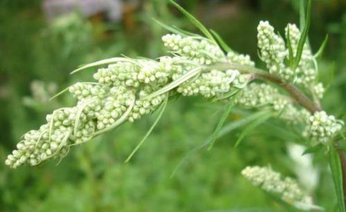 От паразитарных болезней страдает бо? 03