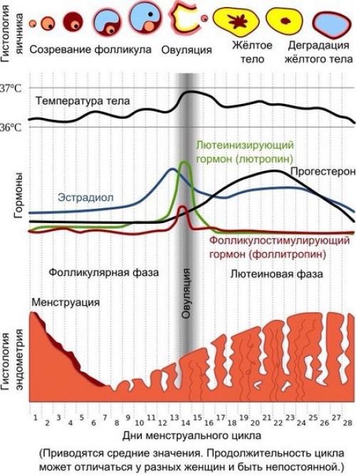 Тренировки при менструации.