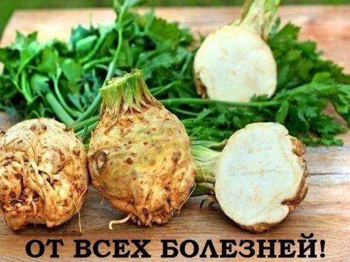 Сельдерей от всех болезней! Сельдерей от всех болезней!