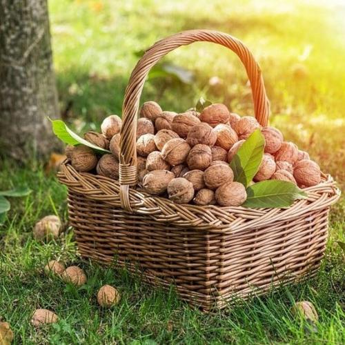 . 29. Августа - ореховый (хлебный) спас.