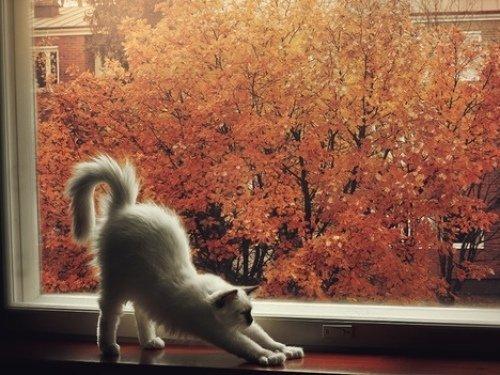 Август - прелюдия к осени, уже начинаешь понемногу чувствовать дуновение осенней меланхолии.