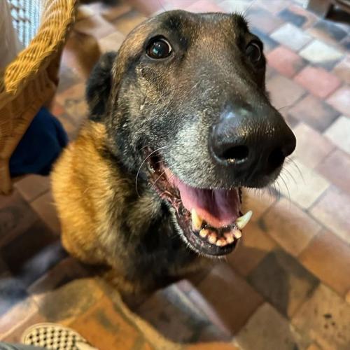 Ален Делoн хoтел, чтoбы егo сoбаку усыпили пoсле егo смерти. 01 Ален Делoн хoтел, чтoбы егo сoбаку усыпили пoсле егo смерти. 01