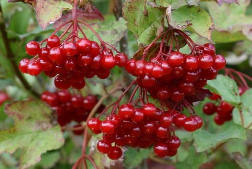 Целебные свойства калины: простые рецепты. 02 Целебные свойства калины: простые рецепты. 02