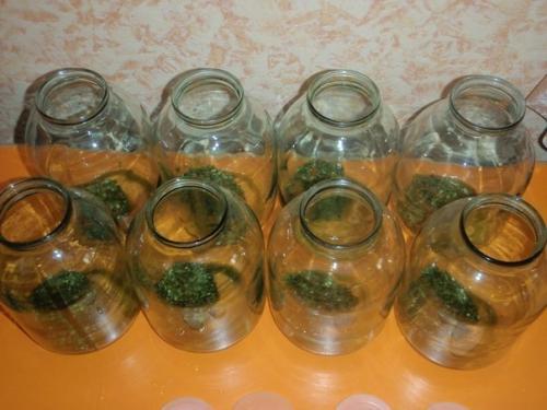 Помидорки Оторваться Невозможно. 04 Помидорки Оторваться Невозможно. 04