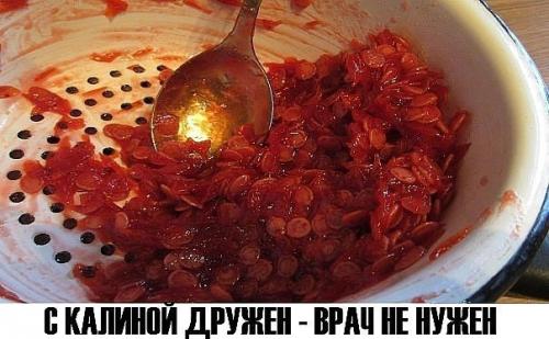 Целебные свойства калины: простые рецепты. Целебные свойства калины: простые рецепты.