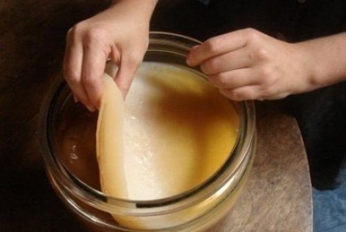 Совет дня.   Как вырастить чайный гриб самостоятельно? Совет дня.   Как вырастить чайный гриб самостоятельно?