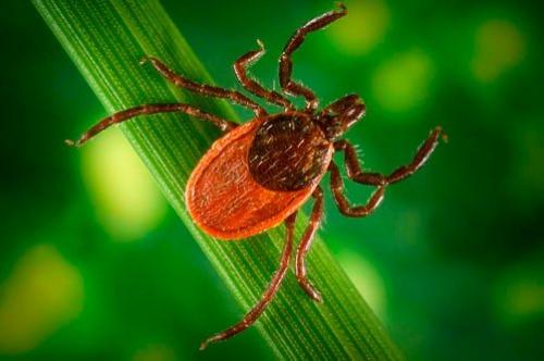 Что делать при укусе клеща.