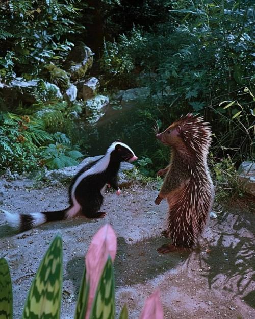 Мы смотрим такую адаптацию Барби: Лебединое Озеро? 04