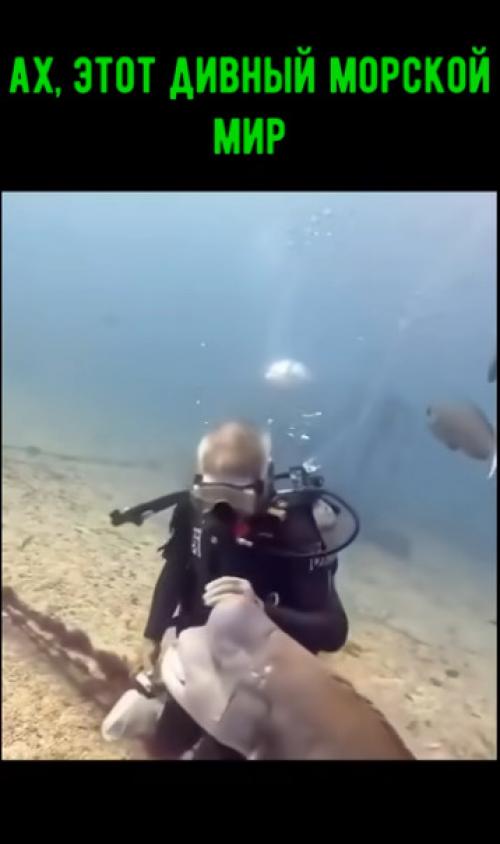 Ах, этот удивительный и прекрасный подводный мир! 

