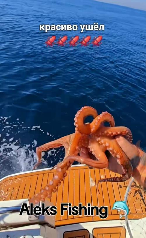 Как мило, мужики поймали маленького осьминожика и добродушно отпустили, чтобы тот привёл папу! 

