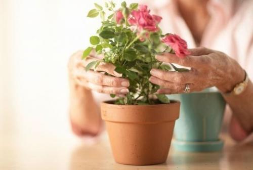 Какие цветы нужно держать дома, если …. Какие цветы нужно держать дома, если ….