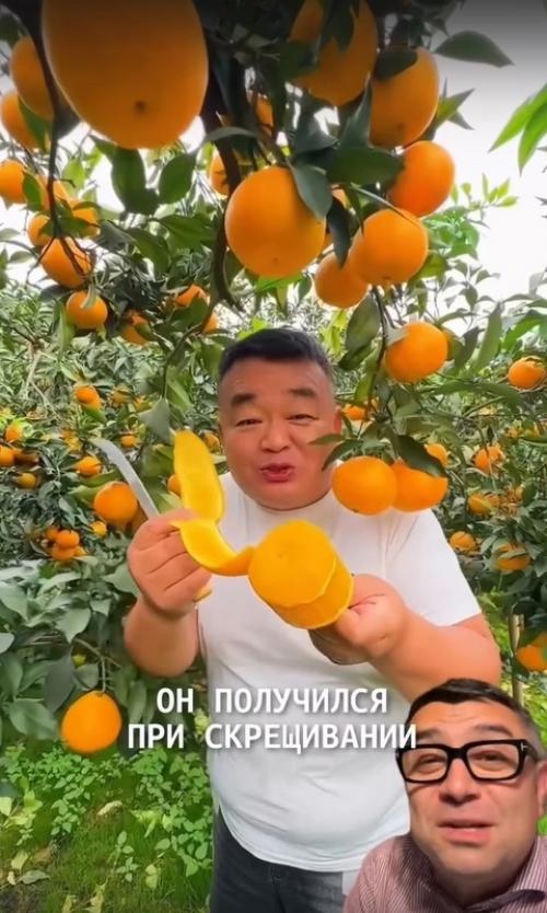 Апельсины обманывали нас всю жизнь. 01