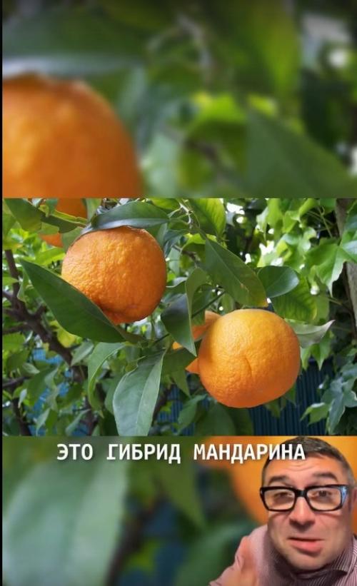 Апельсины обманывали нас всю жизнь. 02