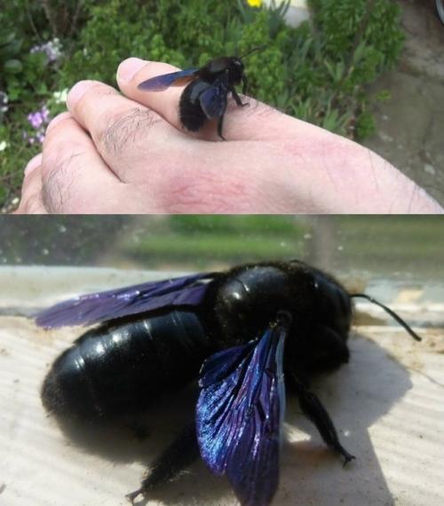 Шмель плотник.

