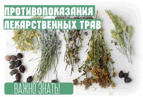 Важно знать!  Противопоказания лекарственных трав. Важно знать!  Противопоказания лекарственных трав.
