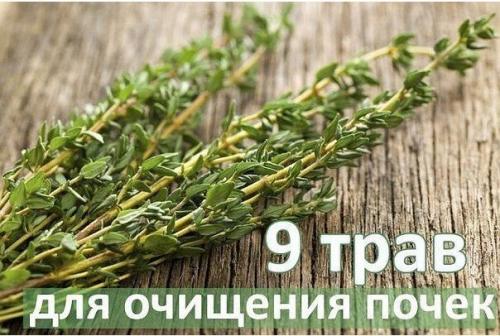 Топ - 9 трав для очищения почек. Топ - 9 трав для очищения почек.