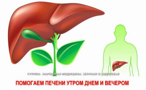 Помогаем печени утром, днем и вечером! Помогаем печени утром, днем и вечером!