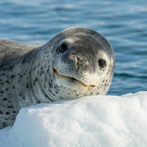 Выглядит как милый щенок (ну почти! 01 Выглядит как милый щенок (ну почти! 01