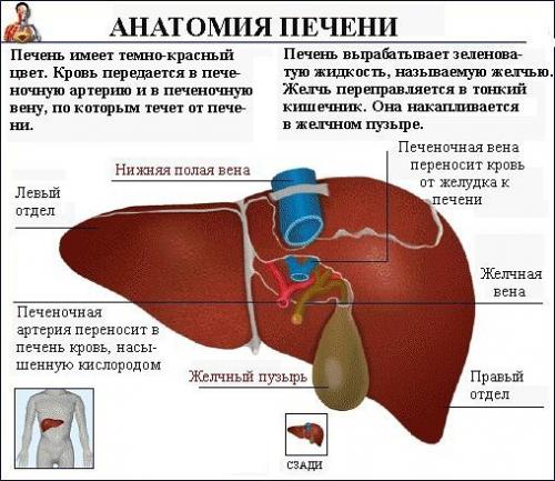 Помогаем печени утром, днем и вечером! 02 Помогаем печени утром, днем и вечером! 02