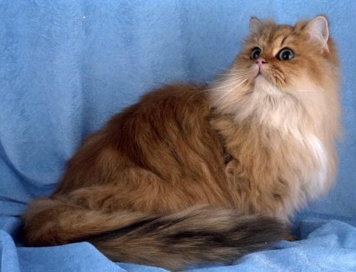 Все, что нужно знать об аллергии на кошку. Все, что нужно знать об аллергии на кошку.